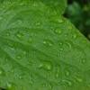 ADULT 3= Jim Dewar Leaf in the manse garden